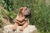 SHAR-PEI 887